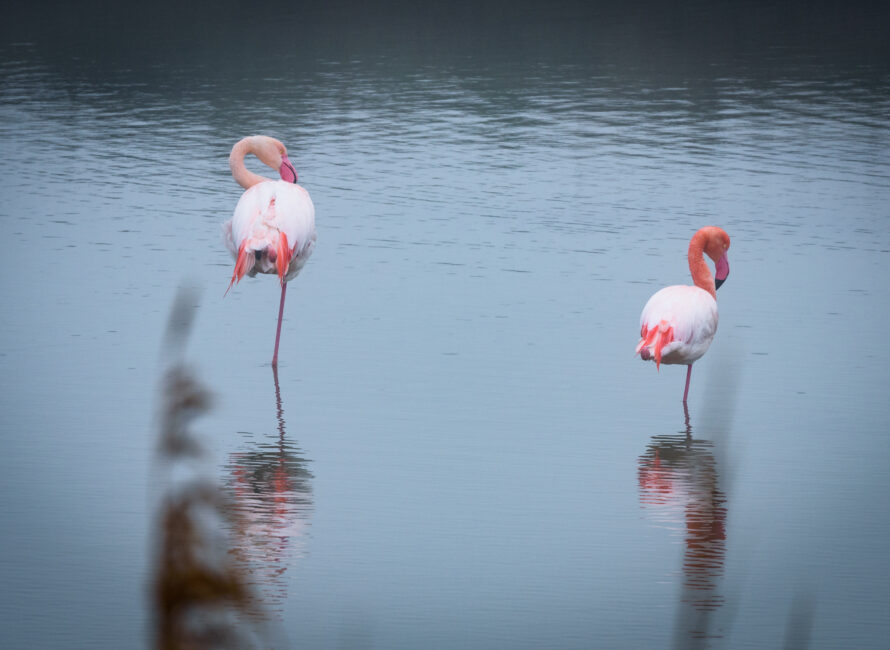 Où observer les flamants roses et les oiseaux au Grau du Roi Office