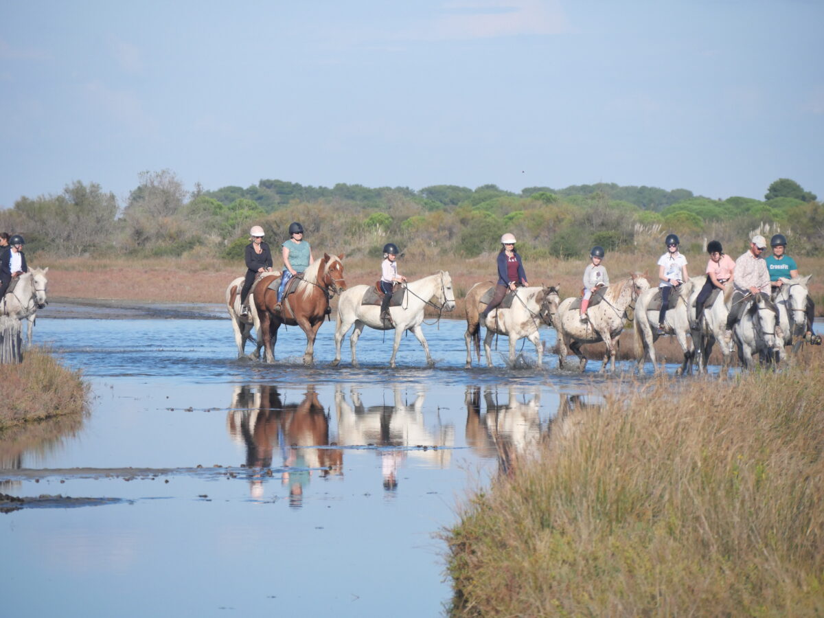 Balade à cheval au Grau du Roi