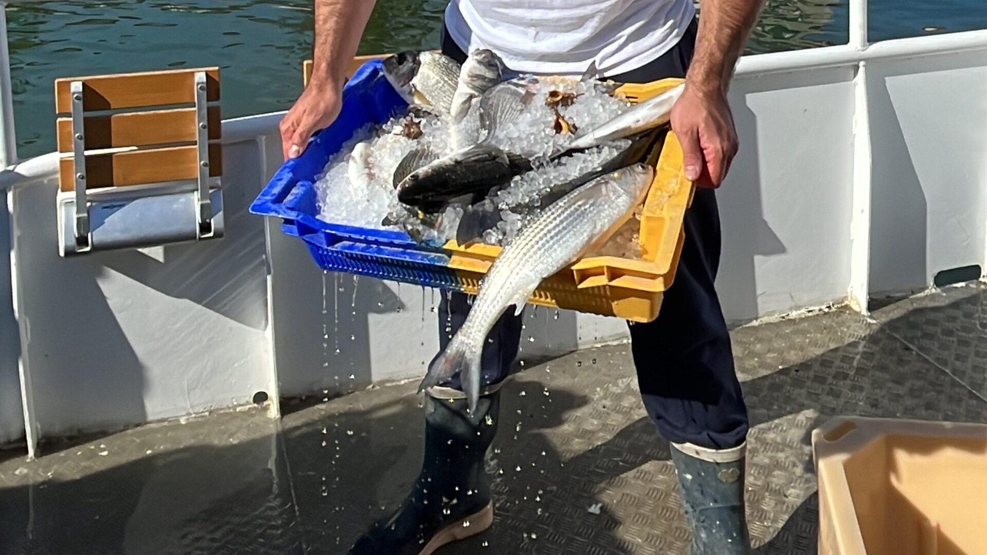 poisson